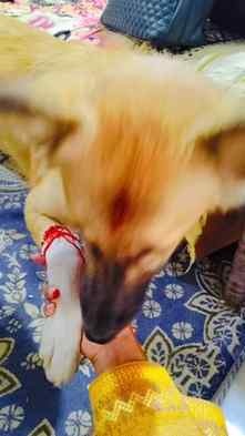 Happy Rakhi to My Paw-tector 🐾🩷
#rakhi #rakhicelebration