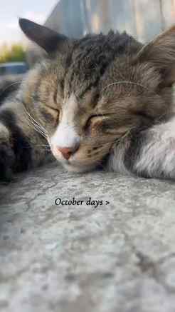 October days, slower ways 🍂🐾
#october #cat #lovecats #pea