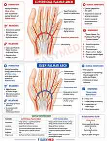 ARCHES MADE EASY

#easymed #doctor #medical #surgery #palmer