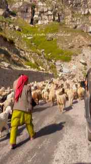 Peak hour, mountain edition 🐑
.
.
.
.
#fyp #manali #explore