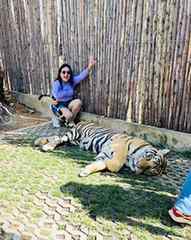 Another bucketlist unlocked!! ✅✅
#tigerkingdom #tigerkingd