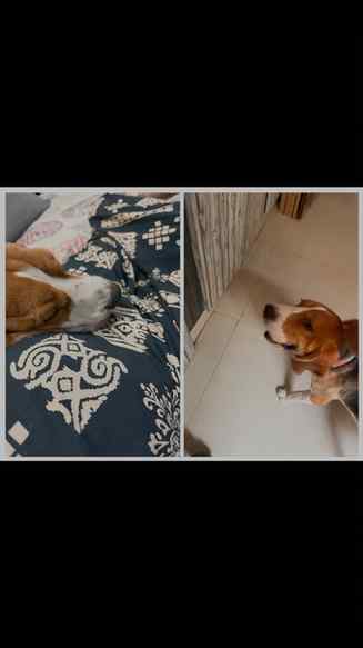 🐾 Meet my Beagle, Rudhra—my full-time judge, part-time supe