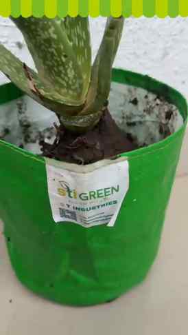 Transform your gardening game with STI Green Grow Bags!❤
Ma
