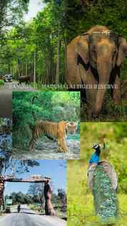 Bandipur - Madumalai Tiger Reserve
Mysore to Ooty
#travel