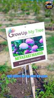 First I thought... "I'll just plant this ₹3 lakh/kg mango tr