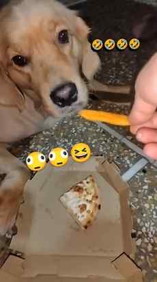 My Chalaak Candy😈😂🐶🐾🍭

.
.
.
#goldenretrieverworld #dog