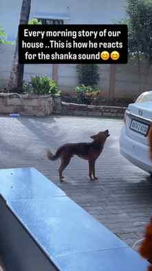 His name is TIGER…yes we know he is dog but we put his name