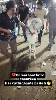 #bakramandi #deonarbakramandi #mandi #deonar #qurbani