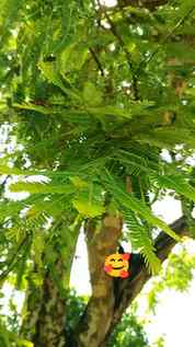 Everything beyond a single tree 🌴 
#instagram #trendingnow 