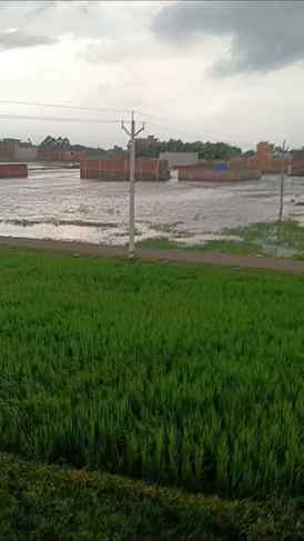 Aaj ka mausam ❤️❤️❤️❤️
Season# hariyali#