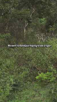 Booked Bandipur last minute for our anniversary, with zero e