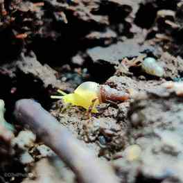 "For observing nature, the best pace is a snail's pace." ~ E
