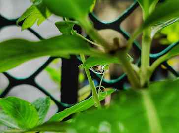True joy of nature is when every drop of water shines like a