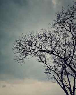 Love is like a tree, it grows of its own accord.

#trees #na
