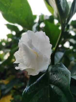 Good morning everyone have a wonderful and beautiful day ahe