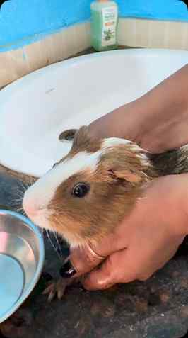 #guineapiglife