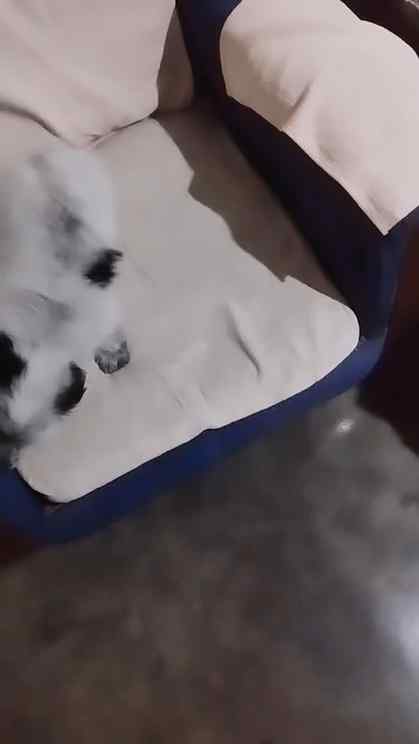 Panga mat lana issa 😁😁
#viral
#newreel
#doglover
#dogci