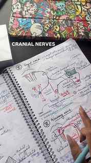 *Pharyngeal arch nerves means these nerves SUPPLY the arches