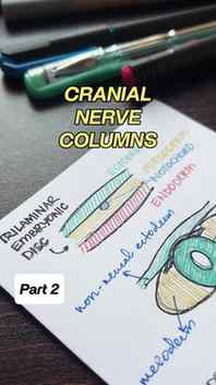 Cranial nerve columns looked so intimidating to me in medsch
