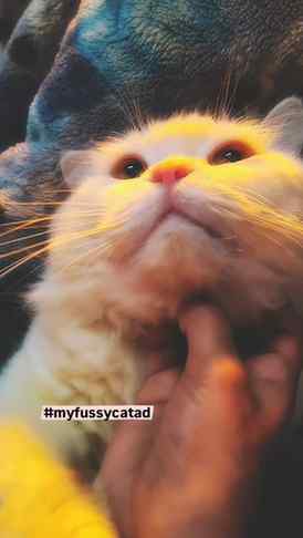 Do you also have a fussy little eater at home? 🐱💕 Join the