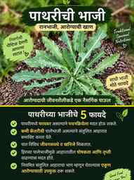 🌿 रानभाजी पाथरी — साधी भाजी, पण पोषणाने भरपूर! 💚

आपल्या त