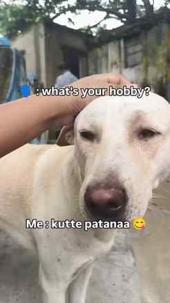 Doggoo 😋❤️
#doglover #trendingreels #viral #photography #r