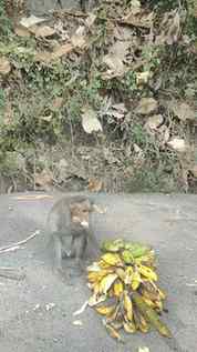 #shorts #animalphotography #instagood #nature #monkey