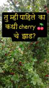 तुम्ही पाहिले का cheery 🍒 झाड?. #viral #fyppppppppppppppppp