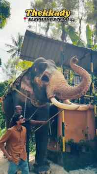 📍Elephant safari🎋🐘..Thekkady‼️
#thekkadywildlife #thekkad
