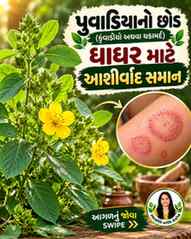 ધાધર માટે આ છોડનું નામ સાંભળ્યું છે? 🌿
ગુજરાતમાં કેટલીક વનસ