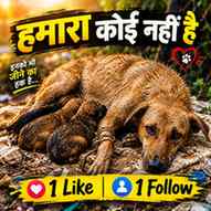 Hamara koi nhi hai 😭🙏 #viral #trending #dogs #help #everyo