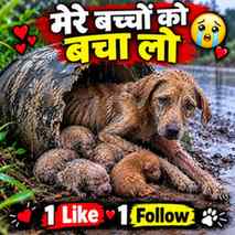 Help me please 😭🙏 #viral #trending #dogs #help #everyone