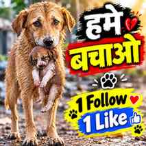 Hame bachao 😭🥺🙏 #viral #trending #dogs #help #everyone