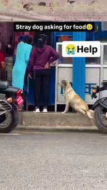 Dogs ki Help kare 🙏#viral #trending #dogslovers #help #ever