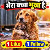 Mera bacha bhuka hai 😭🙏 #viral #trending #dogs #help #ever