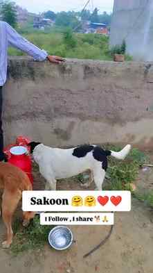 Sakoon 🤗❤️#viral #trending #dogslovers #help #everyone