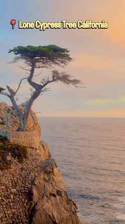 🌊🌲 Lone tree, endless ocean, and a little piece of Califor