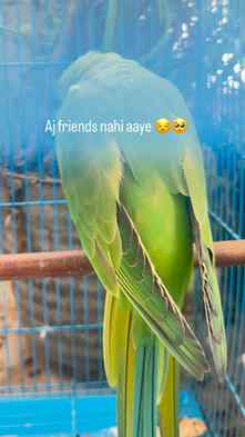 Mitthu Udass hai one week se koi friend milne nahi aaya 🥺