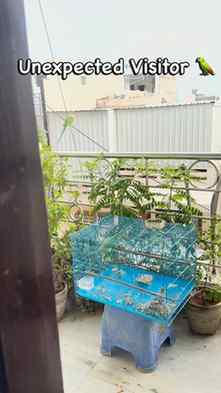 Unexpected visitors, but the cutest ones! 🦜💚
Roz inhe dekh
