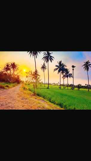 PaddyField #SunsetVibes #AssamNature #VillageLife #GoldenHou