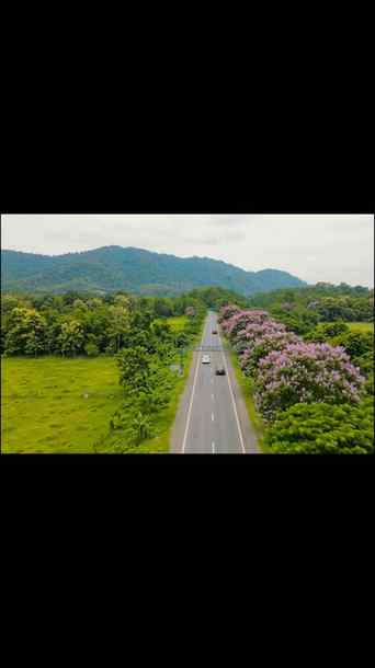 🌸 Kaziranga Highway — Beautiful Flower Season 🌿

Caption:
