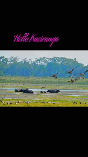 Kaziranga #KazirangaNationalPark #KazirangaTourism #AssamTou