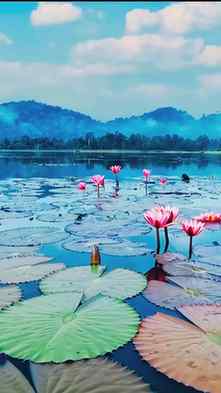 🍃✨ Assam is changing its colours, and nature is at its most