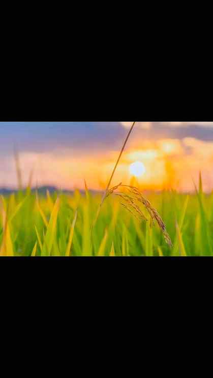 PaddySeason #AssamPaddy #AssamAgriculture #RiceFields #Paddy