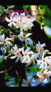 শেৱালি #শেৱালিফুল #Sheuli #Shefalika #NightFlower #NightFlow