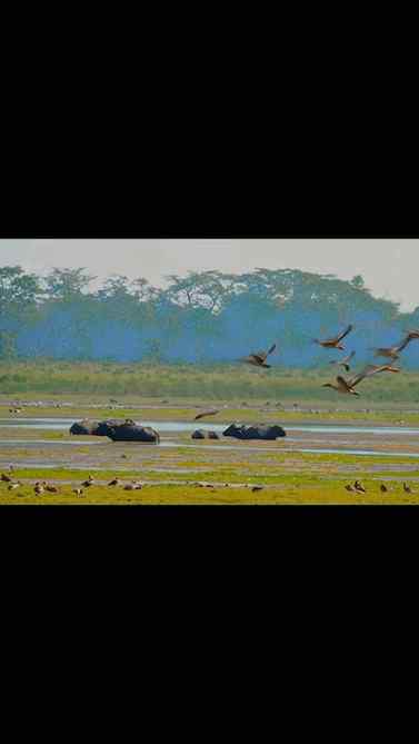 KazirangaTourism #AssamTourism #ExploreAssam #IncredibleAssa