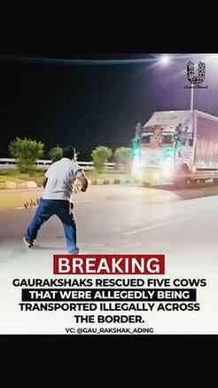 Five cows were rescued by Gaurakshaks during an operation ag