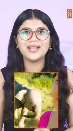 This Little Elephant Started Dancing ❤️

Old video, but I ju