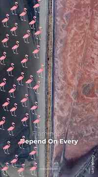Sambhar Lake, Rajasthan 🧂🦩
This is Sambhar Lake, India’s