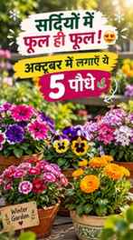 🌸 सर्दियों में आपका गार्डन भी खिलेगा रंग-बिरंगे फूलों से! �